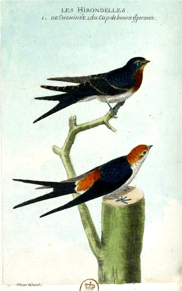 François-Nicolas Martinet - Histoire des oiseaux - IV - Hirondelles de cheminées et du Cap