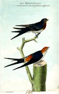 François-Nicolas Martinet - Histoire des oiseaux - IV - Hirondelles de cheminées et du Cap
