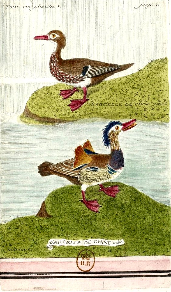 François-Nicolas Martinet - Histoire des oiseaux - Sarcelle de Chine