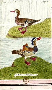 François-Nicolas Martinet - Histoire des oiseaux - Sarcelle de Chine