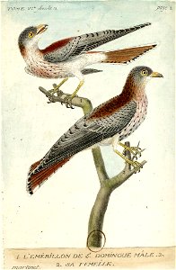 François-Nicolas Martinet - Histoire des oiseaux - Émerillon de Saint-Domingue