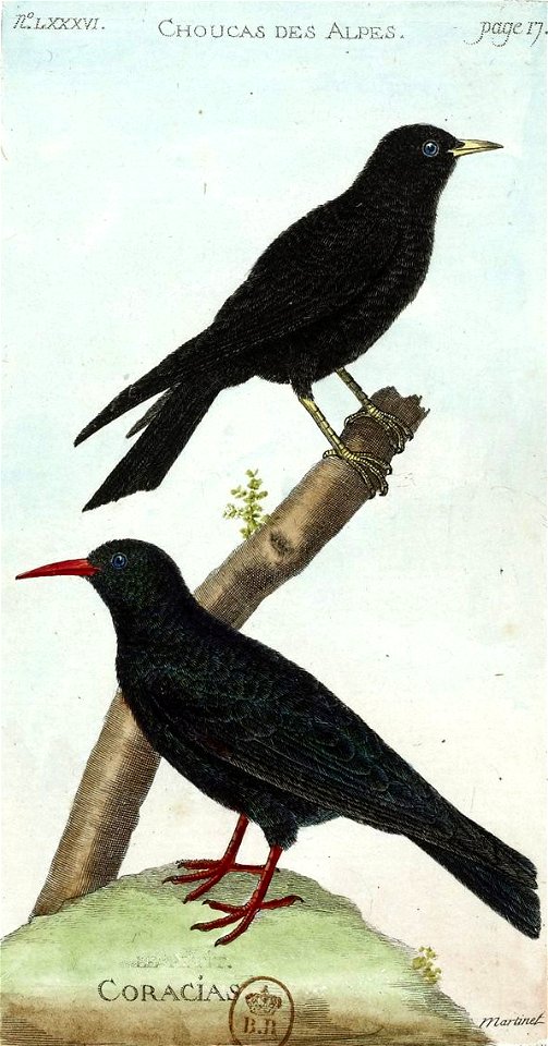 François-Nicolas Martinet - Histoire des oiseaux - V - Coracias