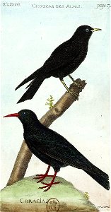 François-Nicolas Martinet - Histoire des oiseaux - V - Coracias