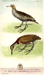 François-Nicolas Martinet - Histoire des oiseaux - VII - Râle des Philippines
