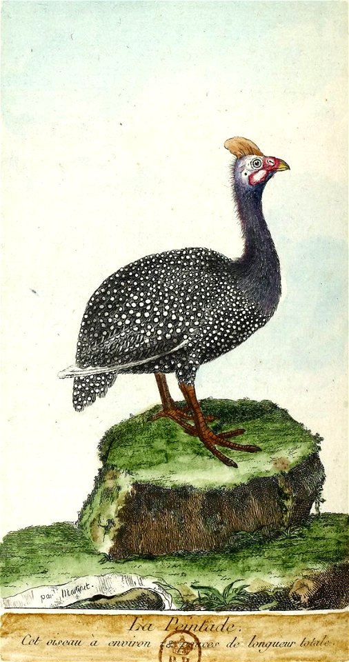 François-Nicolas Martinet - Histoire des oiseaux - Pintade