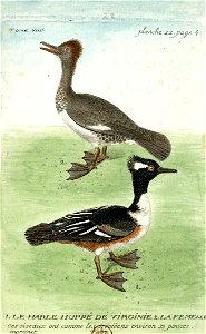 François-Nicolas Martinet - Histoire des oiseaux - VIII -Harle huppé
