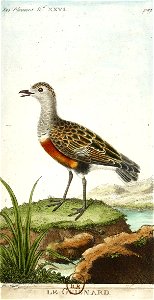 François-Nicolas Martinet - Histoire des oiseaux - VII - Guignard