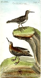 François-Nicolas Martinet - Histoire des oiseaux - VII -Guignette et alouette de mer