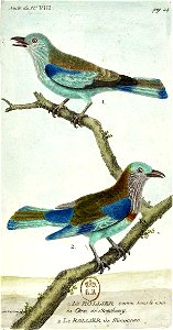 François-Nicolas Martinet - Histoire des oiseaux - V - Rollier