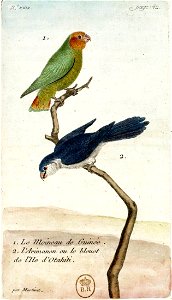François-Nicolas Martinet - Histoire des oiseaux - Moineau de Guinée et Arimanon