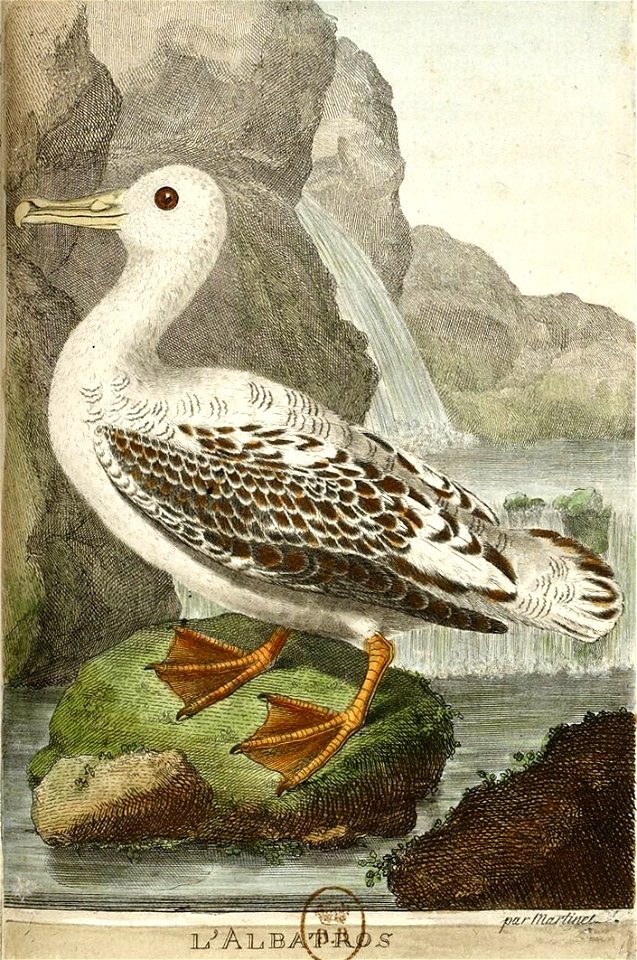 François-Nicolas Martinet - Histoire des oiseaux - VIII - Albatros