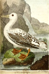 François-Nicolas Martinet - Histoire des oiseaux - VIII - Albatros