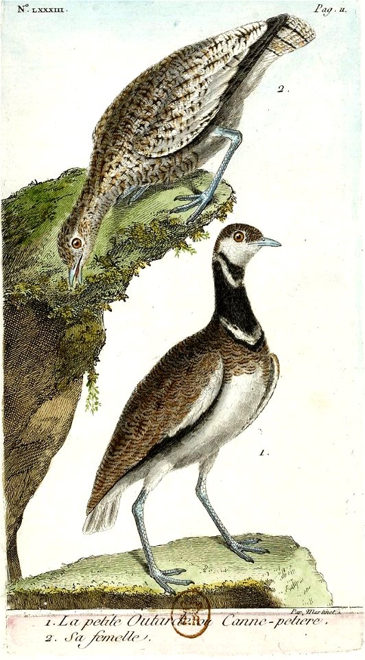 François-Nicolas Martinet - Histoire des oiseaux - Outarde canepetière