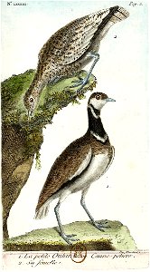 François-Nicolas Martinet - Histoire des oiseaux - Outarde canepetière