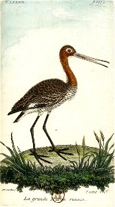 François-Nicolas Martinet - Histoire des oiseaux - VII - btv1b8454709t 227