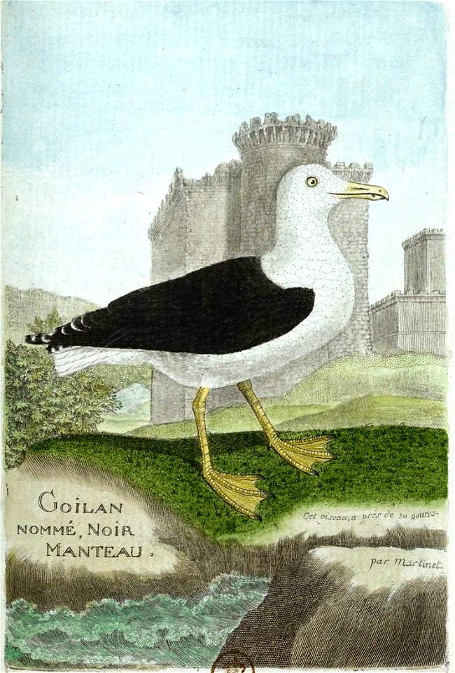 François-Nicolas Martinet - Histoire des oiseaux - VIII - Goéland à manteau noir