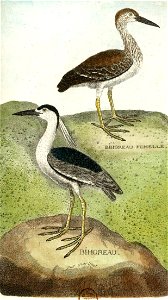 François-Nicolas Martinet - Histoire des oiseaux - VII - Bihoreu