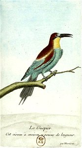 François-Nicolas Martinet - Histoire des oiseaux -Guêpier