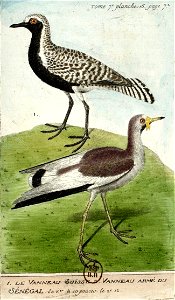 François-Nicolas Martinet - Histoire des oiseaux - VII - Vanneau Suisse et armé
