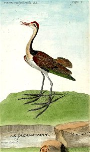 François-Nicolas Martinet - Histoire des oiseaux - VII - Jacana-