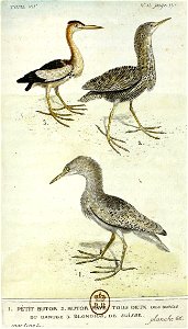 François-Nicolas Martinet - Histoire des oiseaux - VII - Butors et Blongios