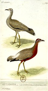 François-Nicolas Martinet - Histoire des oiseaux - VII - Courvite