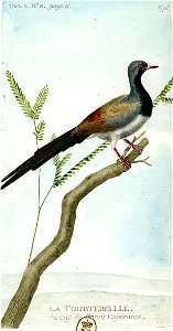 François-Nicolas Martinet - Histoire des oiseaux - Tourterelle du Cap de bonne espérance