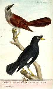 François-Nicolas Martinet - Histoire des oiseaux - V - Merle huppé