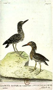 François-Nicolas Martinet - Histoire des oiseaux - VII -Butor et Pouacre