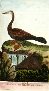François-Nicolas Martinet - Histoire des oiseaux - VIII - Anhinga