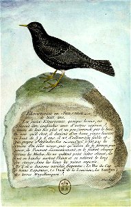 François-Nicolas Martinet - Histoire des oiseaux - Étourneau