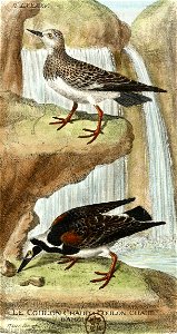 François-Nicolas Martinet - Histoire des oiseaux - VII - Coulon chaud