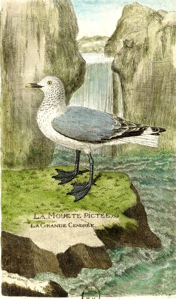 François-Nicolas Martinet - Histoire des oiseaux - VIII - Mouette