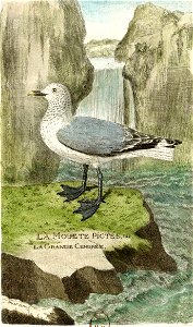 François-Nicolas Martinet - Histoire des oiseaux - VIII - Mouette