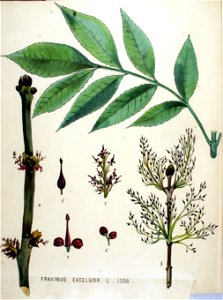 Fraxinus excelsior — Flora Batava — Volume v19