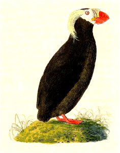 Fratercula cirrhata 1832