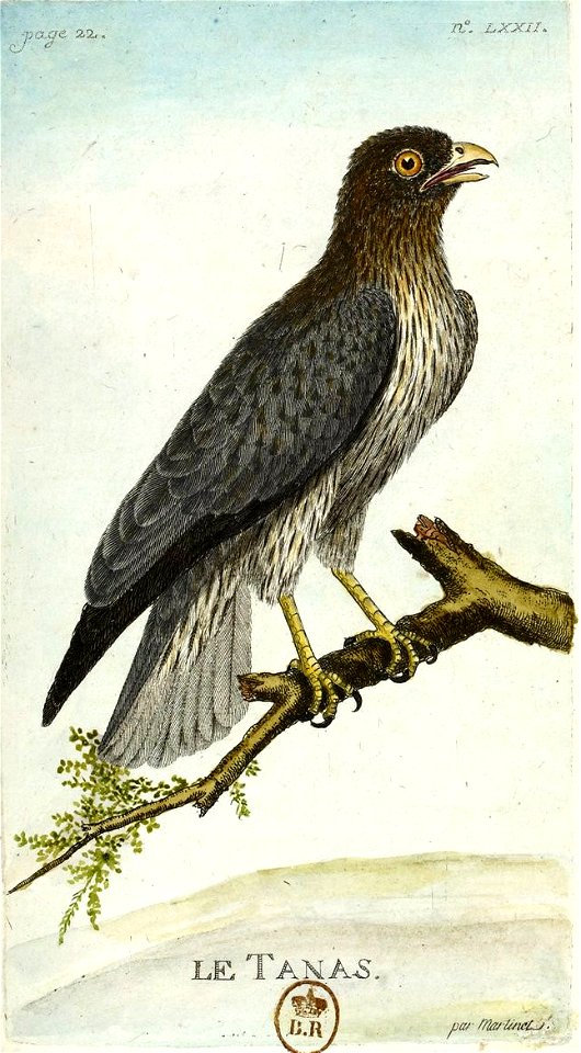 François-Nicolas Martinet - Histoire des oiseaux -Tanas