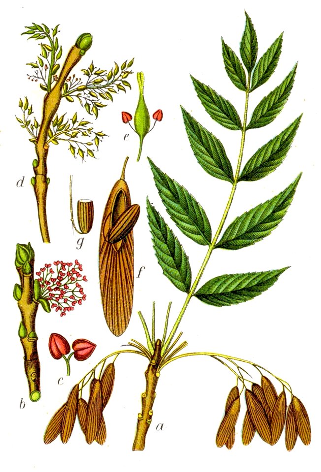 Fraxinus excelsior Sturm10003