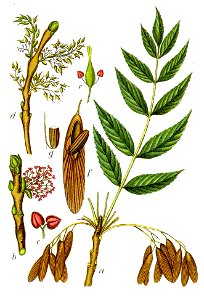 Fraxinus excelsior Sturm10003