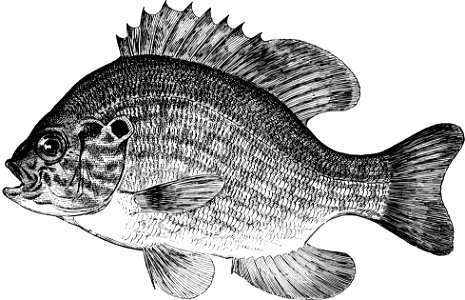 Fresh Water Fishes of New England-039
