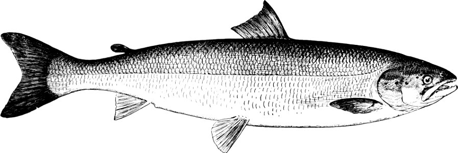 Fresh Water Fishes of New England-009