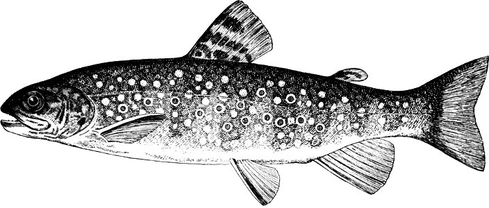 Fresh Water Fishes of New England-011