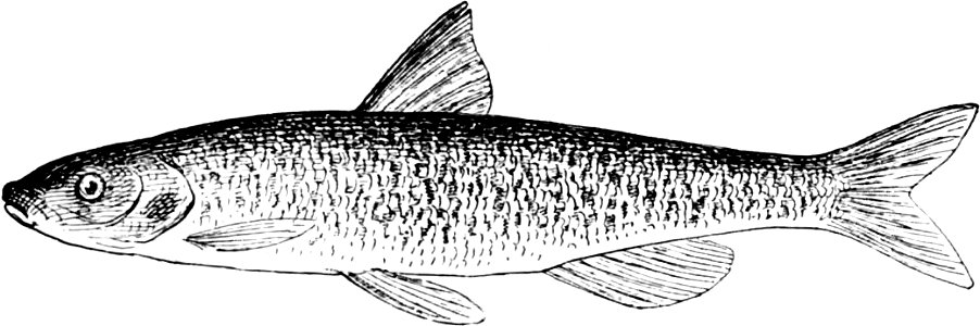 Fresh Water Fishes of New England-025-2