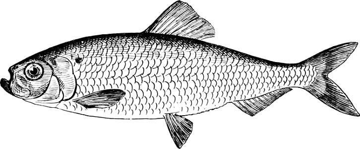 Fresh Water Fishes of New England-030