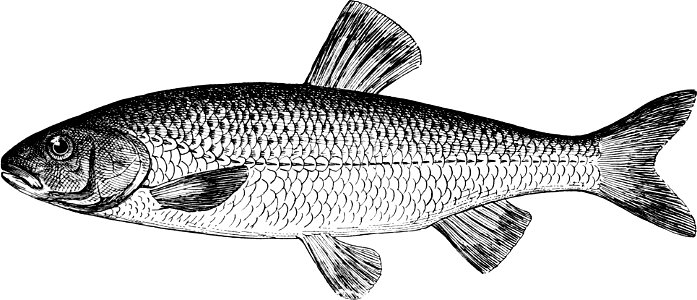 Fresh Water Fishes of New England-023