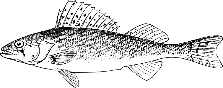 Fresh Water Fishes of New England-033