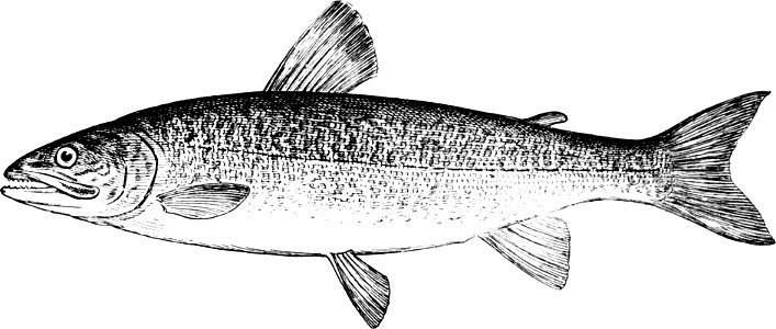 Fresh Water Fishes of New England-010