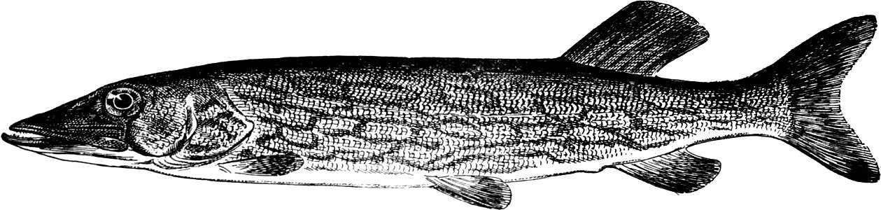 Fresh Water Fishes of New England-017-1