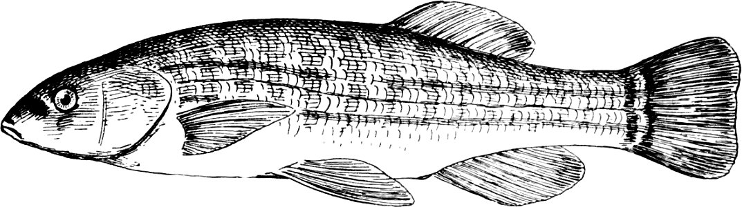 Fresh Water Fishes of New England-018-2
