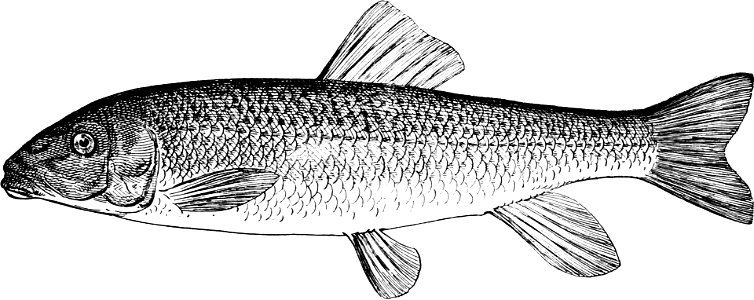 Fresh Water Fishes of New England-021
